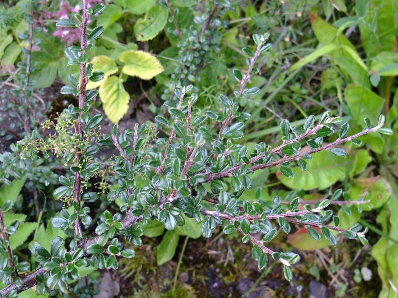 Cotoneaster de hoja entera 15