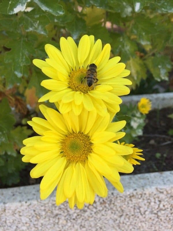 Kapringelblume 7