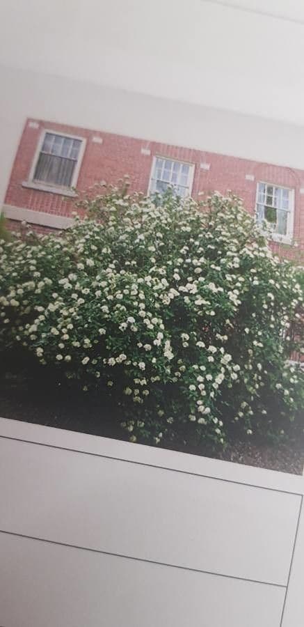 Schisandra chinensis 11