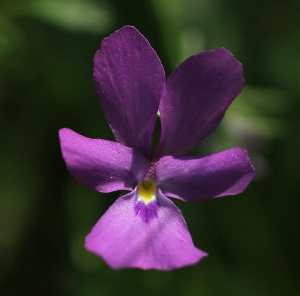 Viola 3