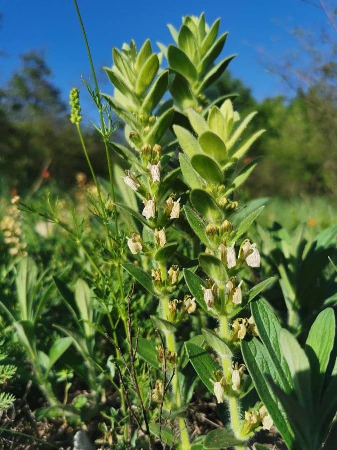 Ajuga 11