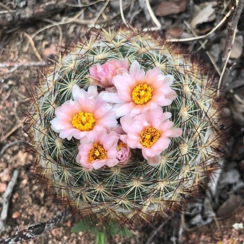 Pediocactus di Simpson