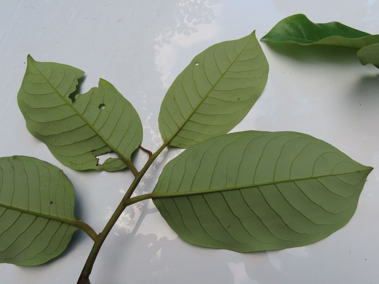 Otoba novogranatensis 12
