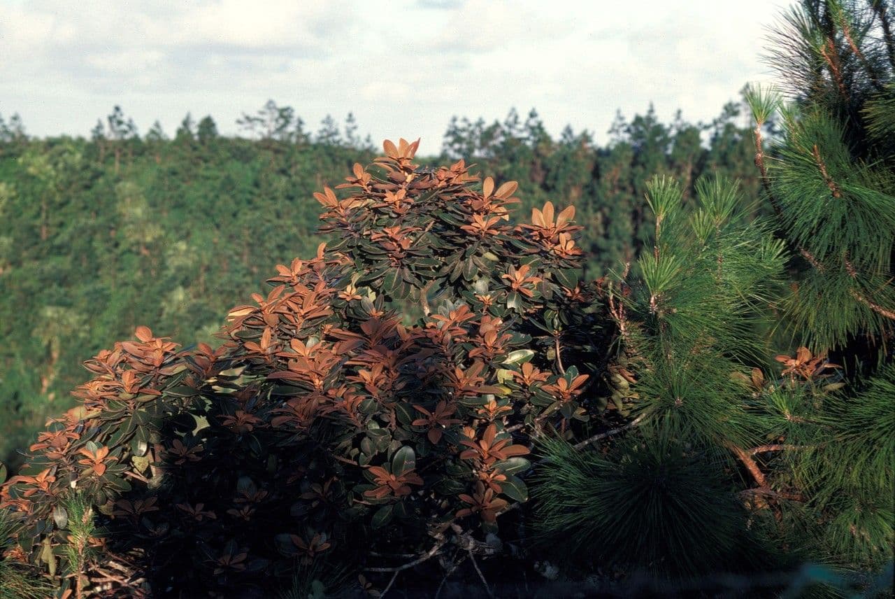 Sideroxylon 2