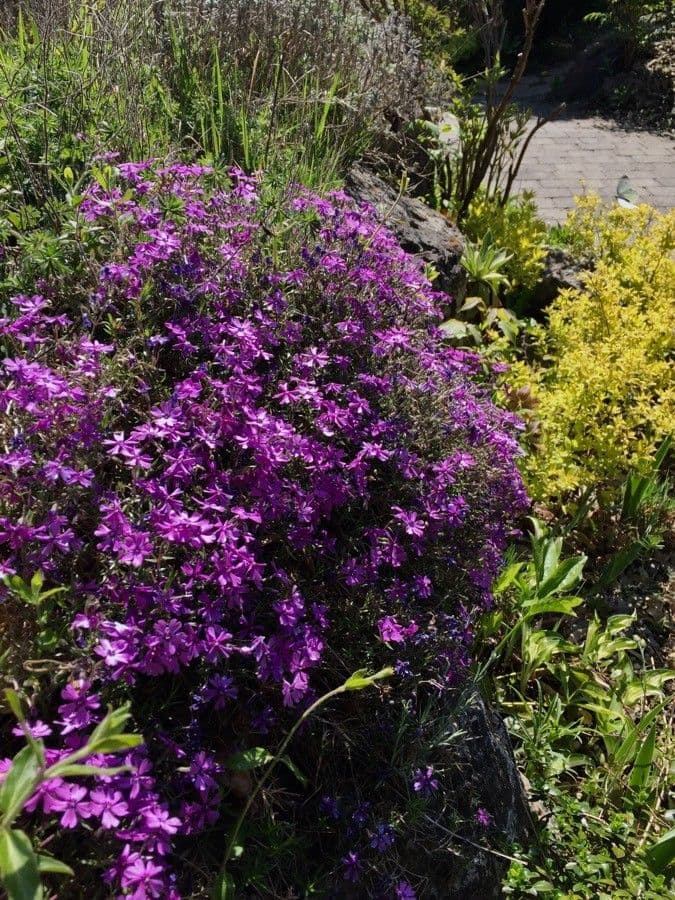Phlox subulato 9