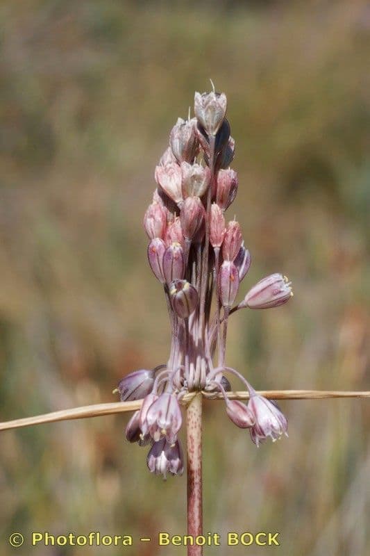 Aglio 6