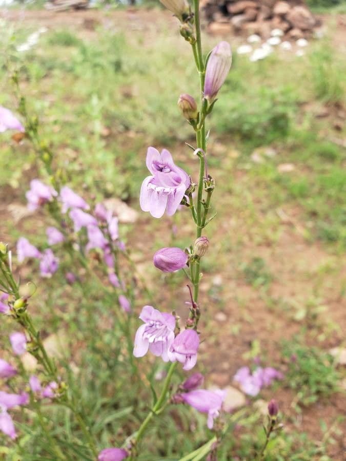 Penstemon cobaea 3