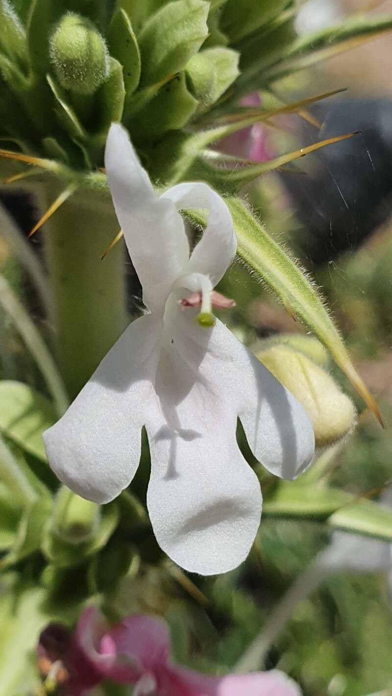 Campanula persiana 2