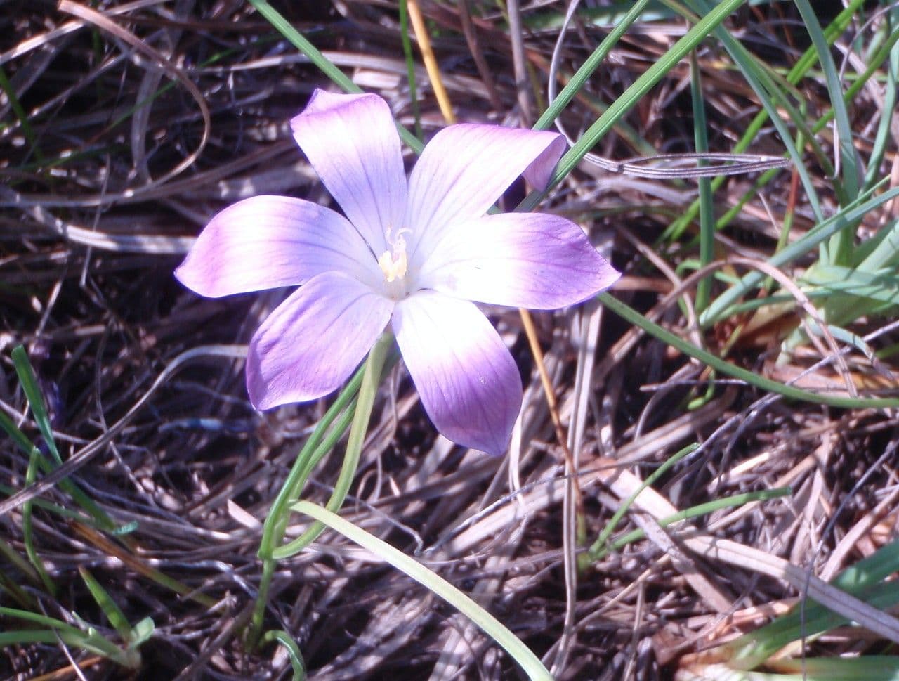 Romulea 4