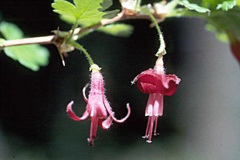 Ribes lobbii