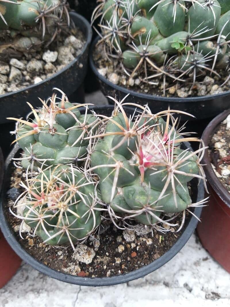Thelocactus hexaedrophorus 4