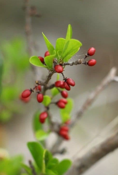 Emmenosperma 2