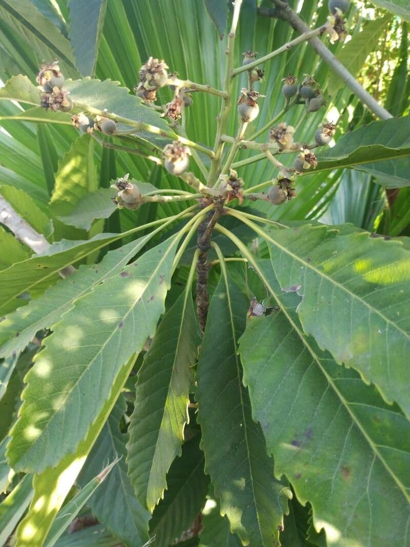 Rhaphiolepis 3