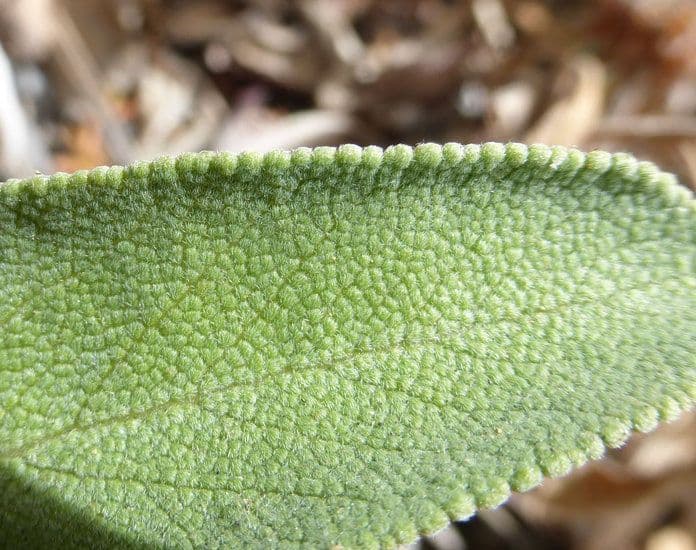 Salvia sonomensis 15