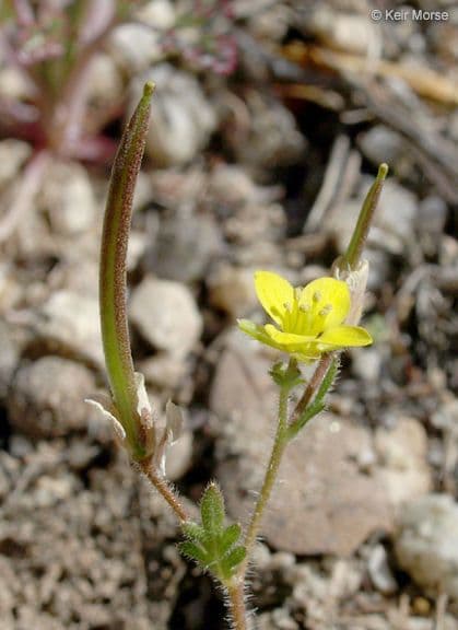 Tropidocarpum 6