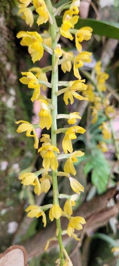 Dendrochilum 2