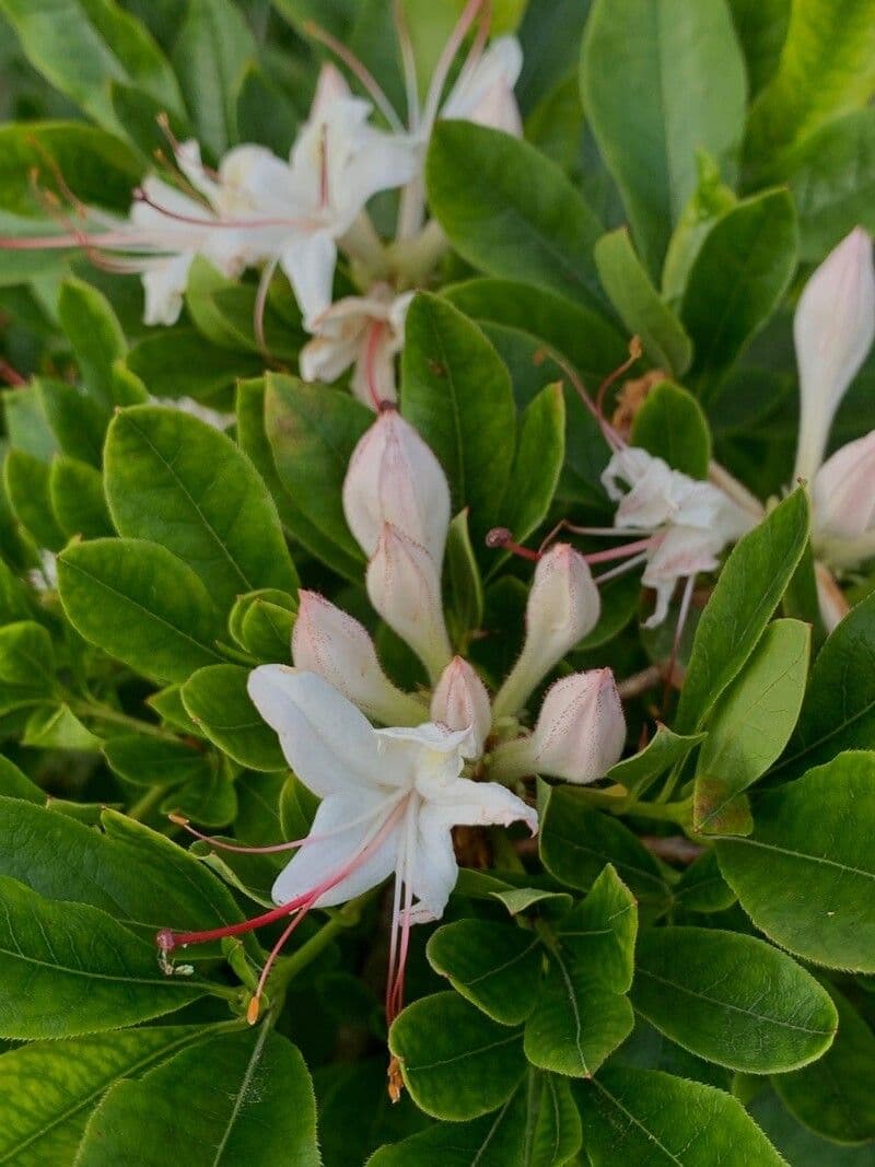 Azalea dolce 5