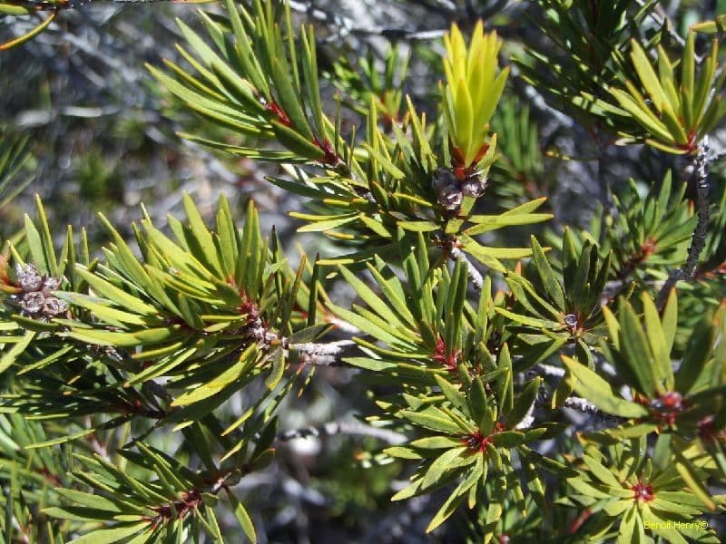 Teebaum 11