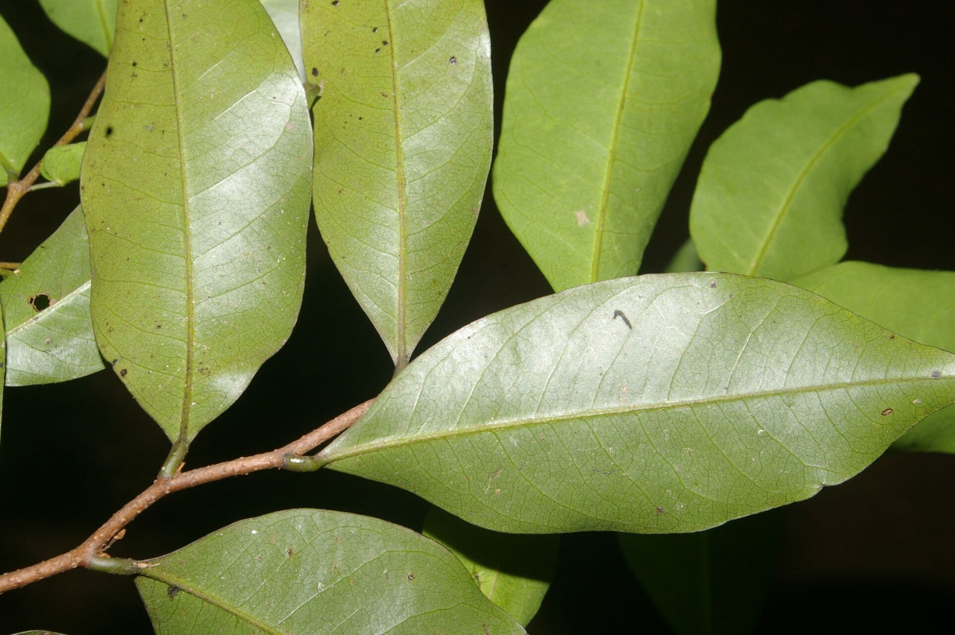 Desmopsis 9
