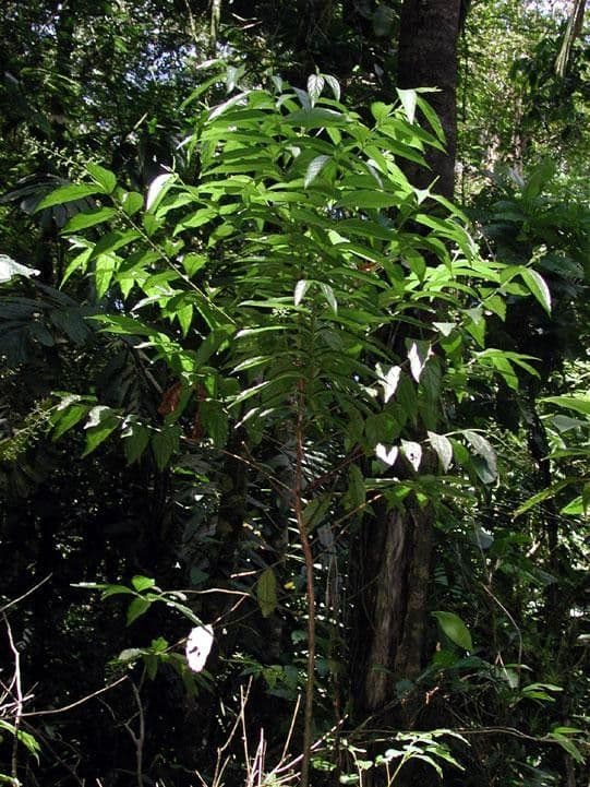 Bertiera 6