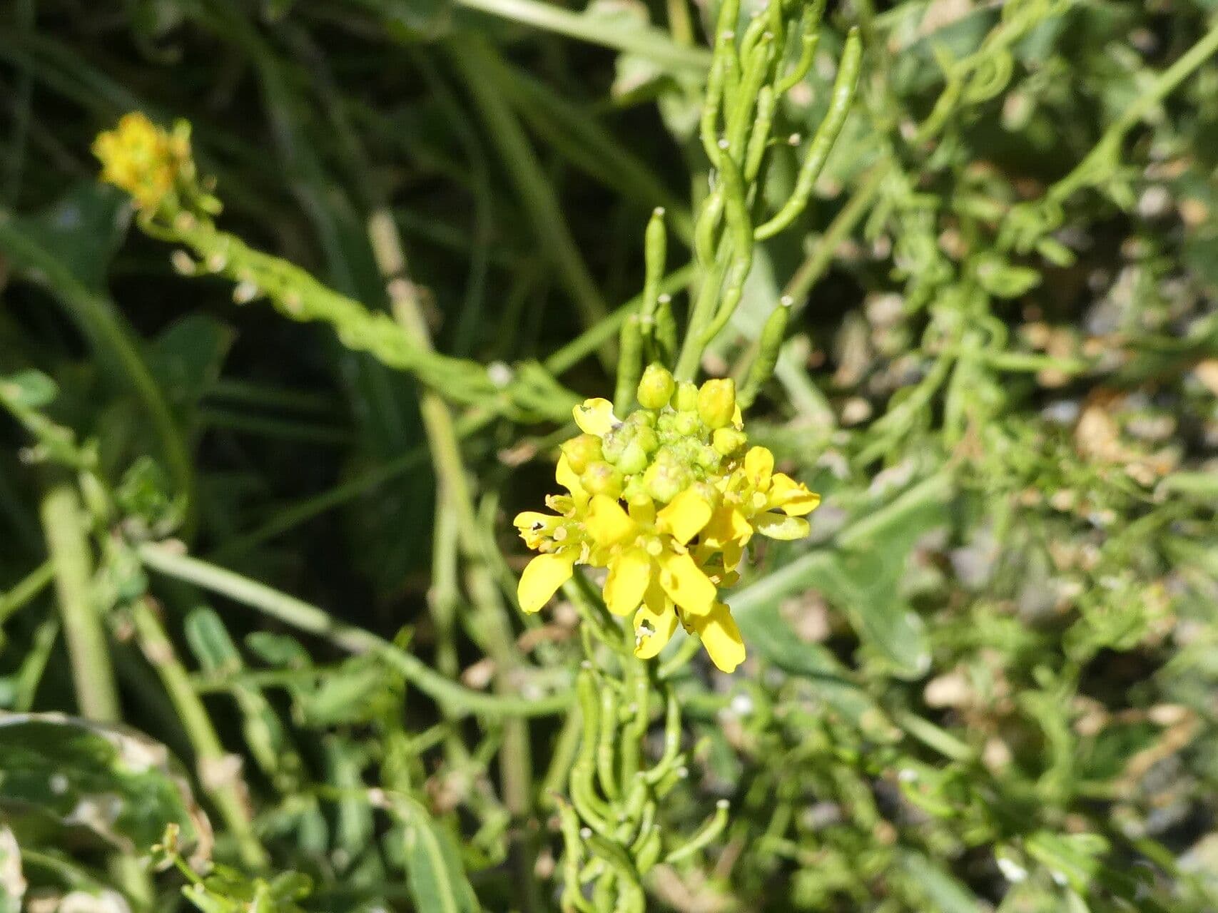Erba perla d'Austria 5