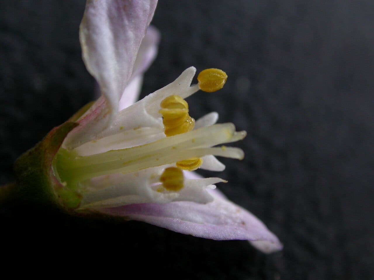 Deutzia 10