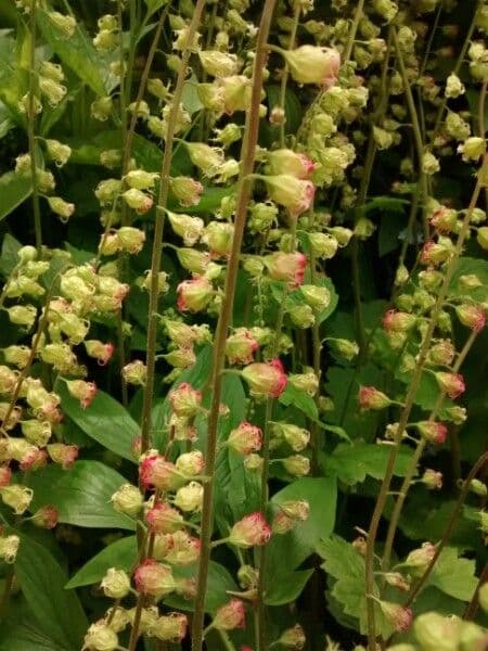 Tellima grandiflora 7