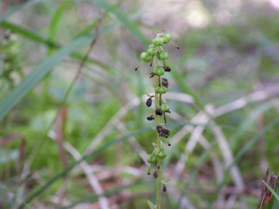 Piroletta minore