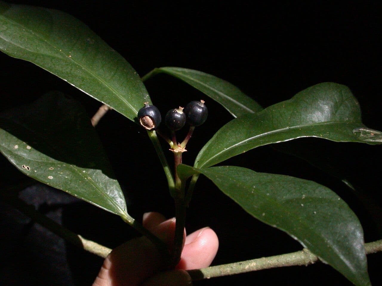 Dendropanax