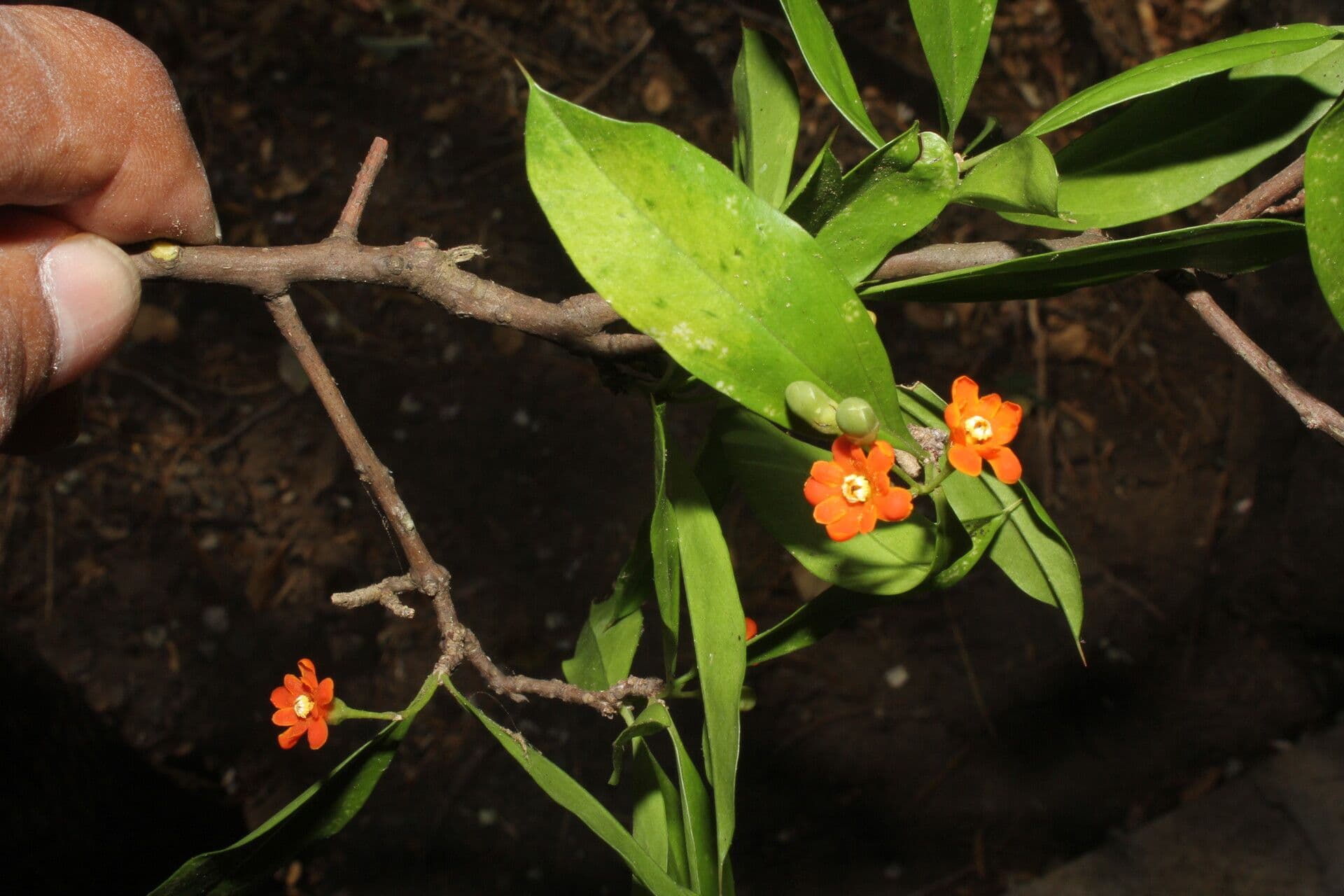 Bonellia 7