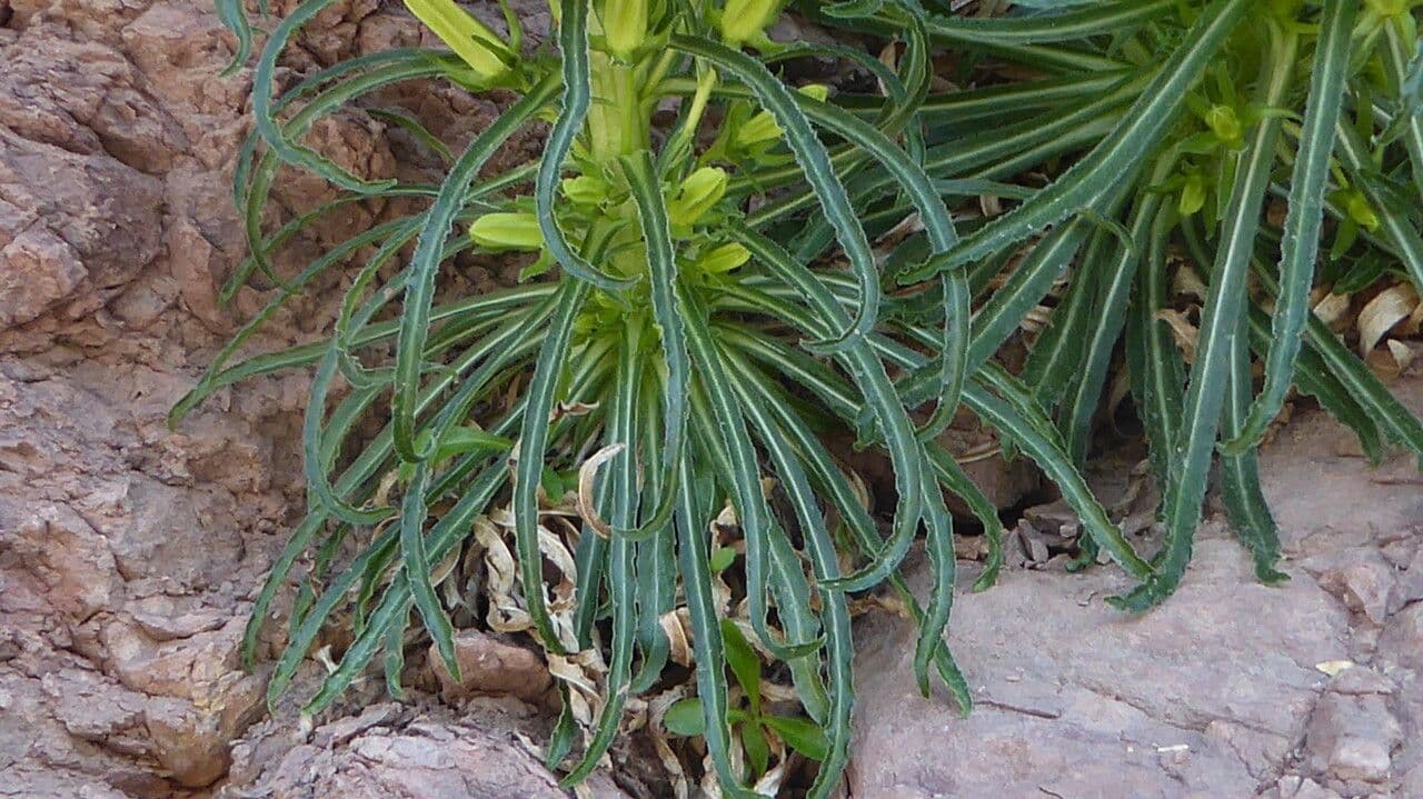 Campanula speciosa 15