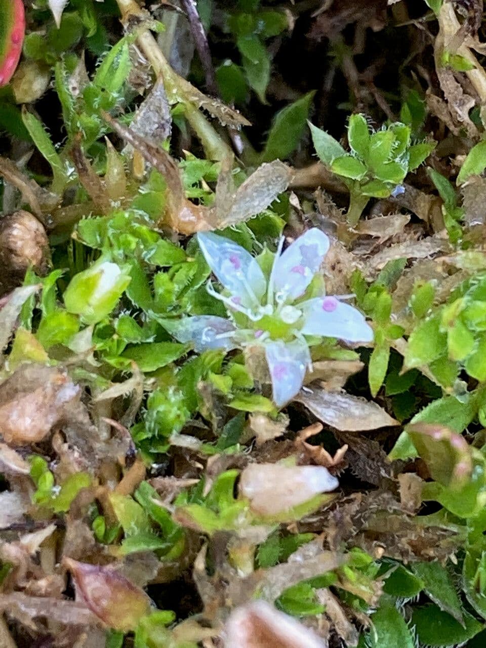 Arenaria 5