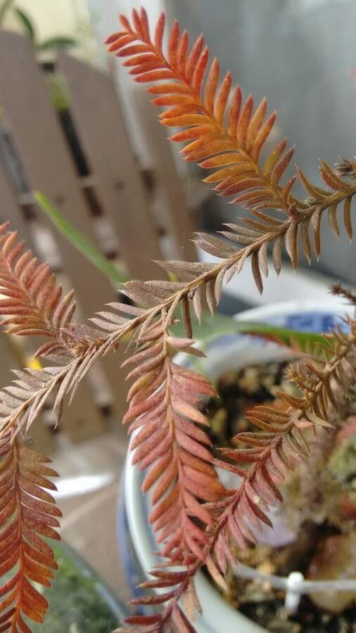 Dacrycarpus dacrydioides 8