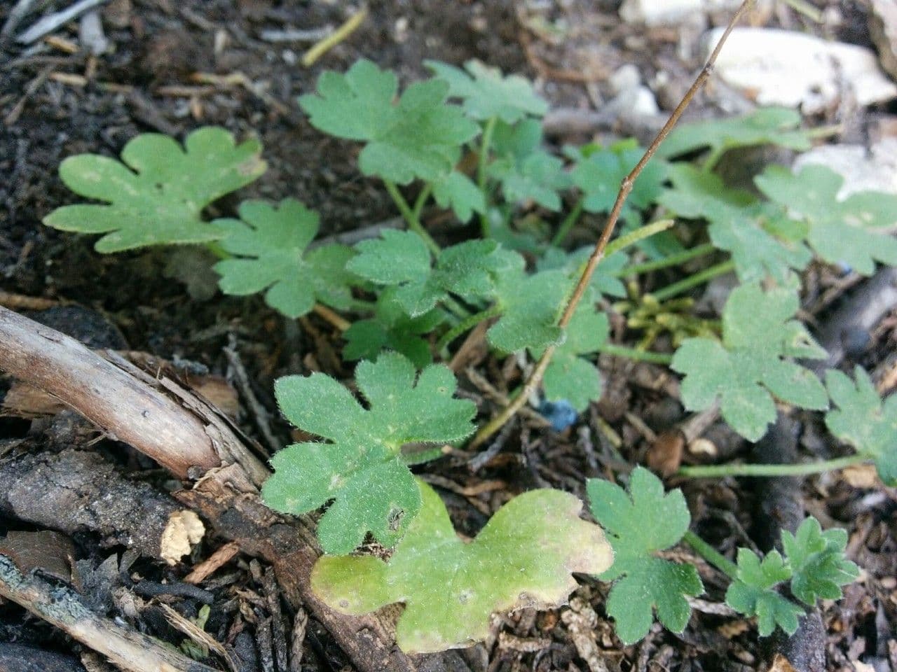 Graue Bowlesia 8