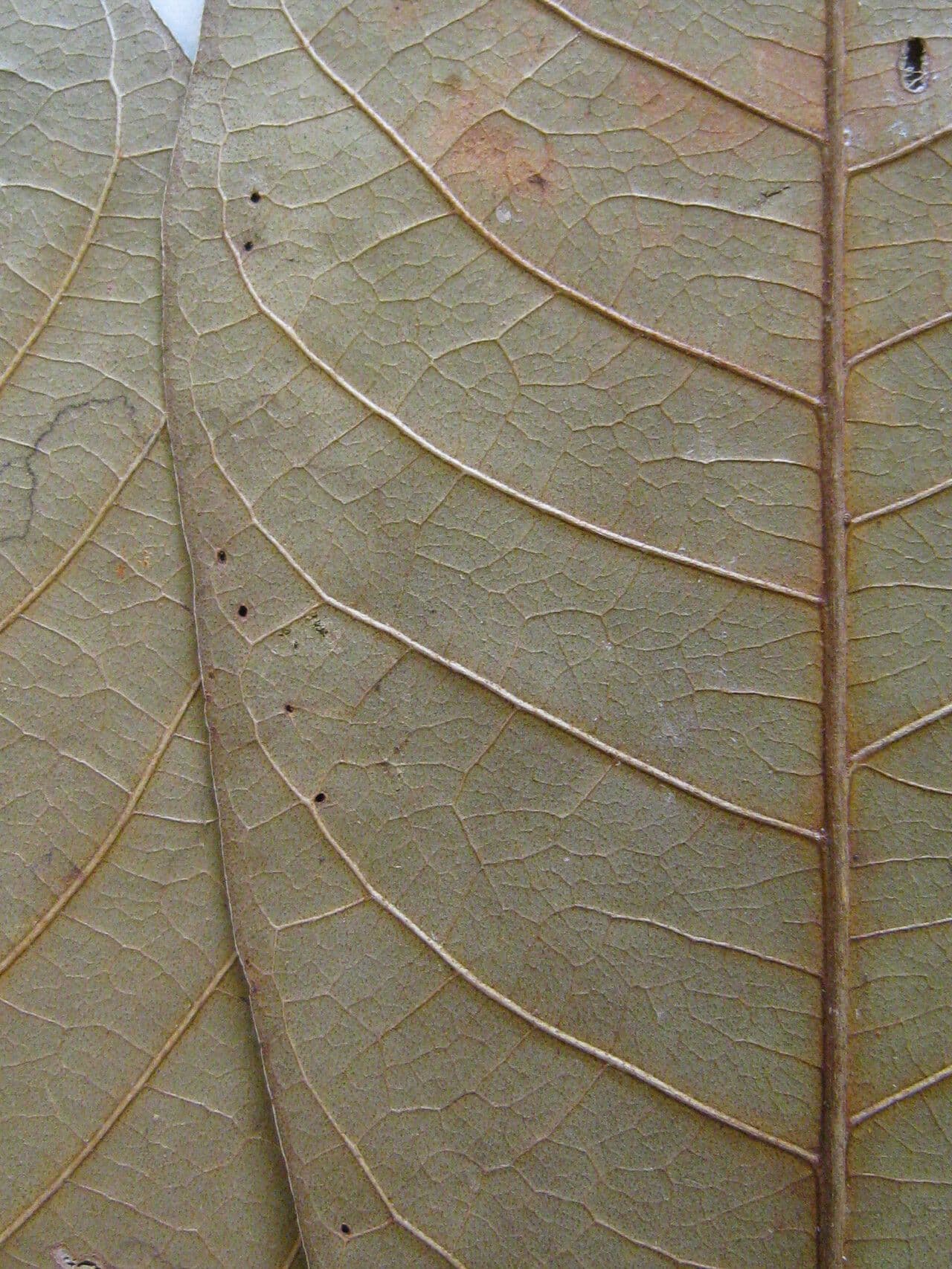 Eriotheca 15