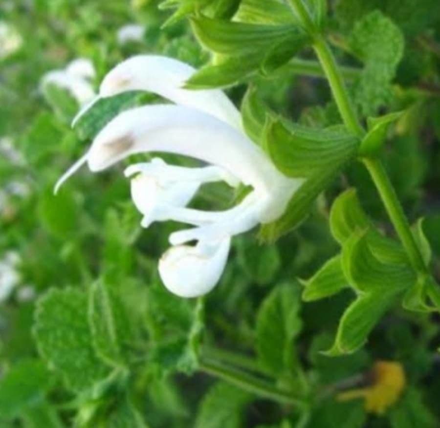 Salvia