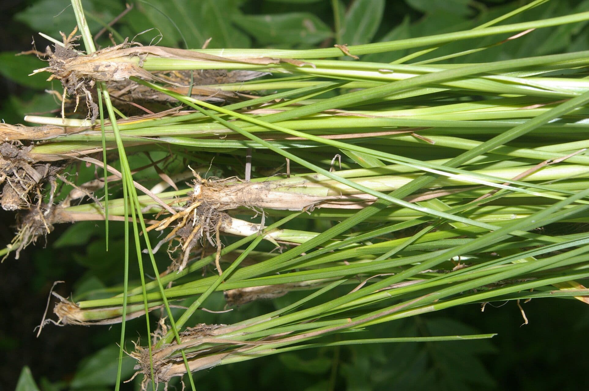 Rhynchospora 17