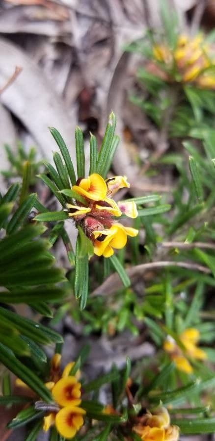 Pultenaea