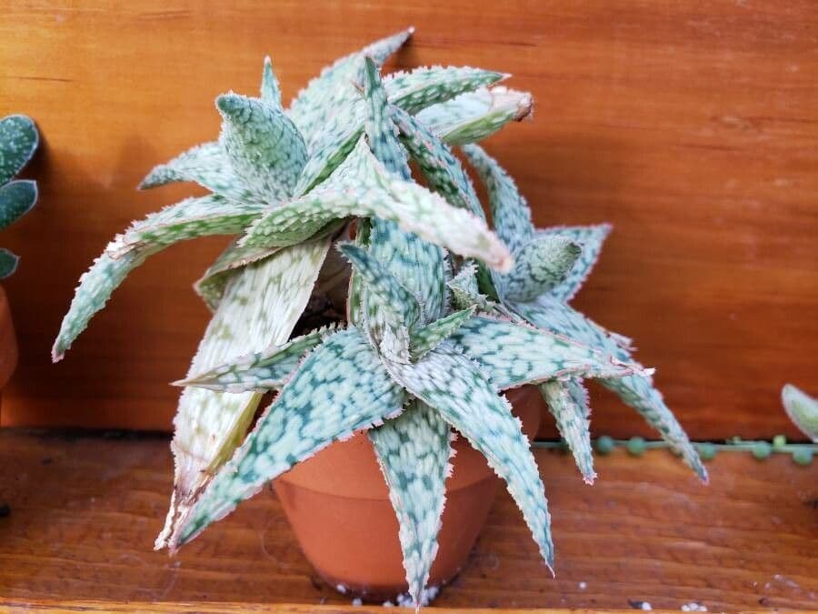 Aloe rauhii 2