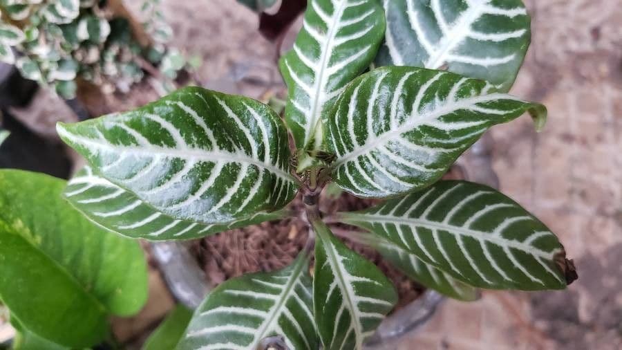Aphelandra 15