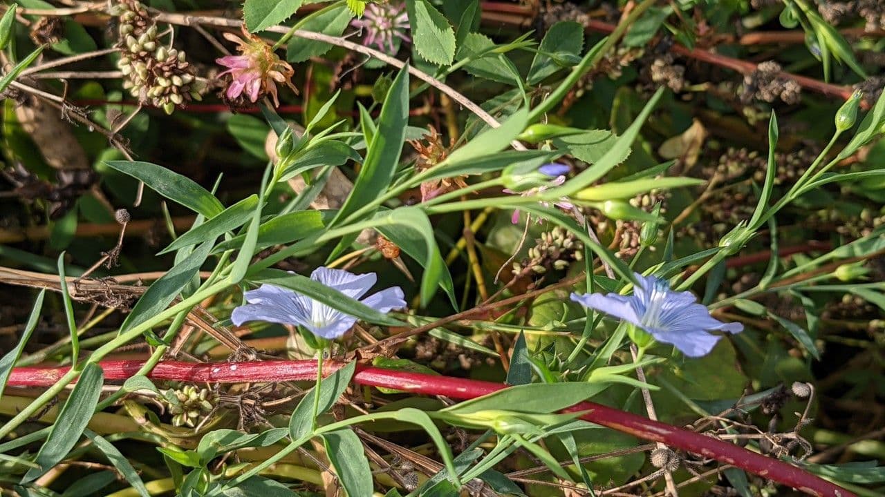 Linseed 12
