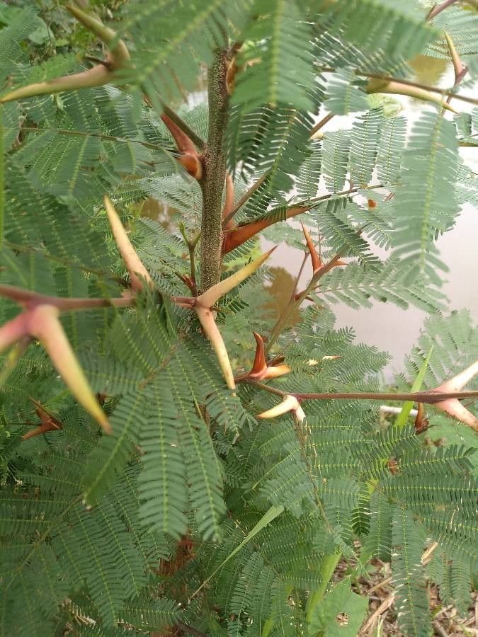 Acacia cornuta 10