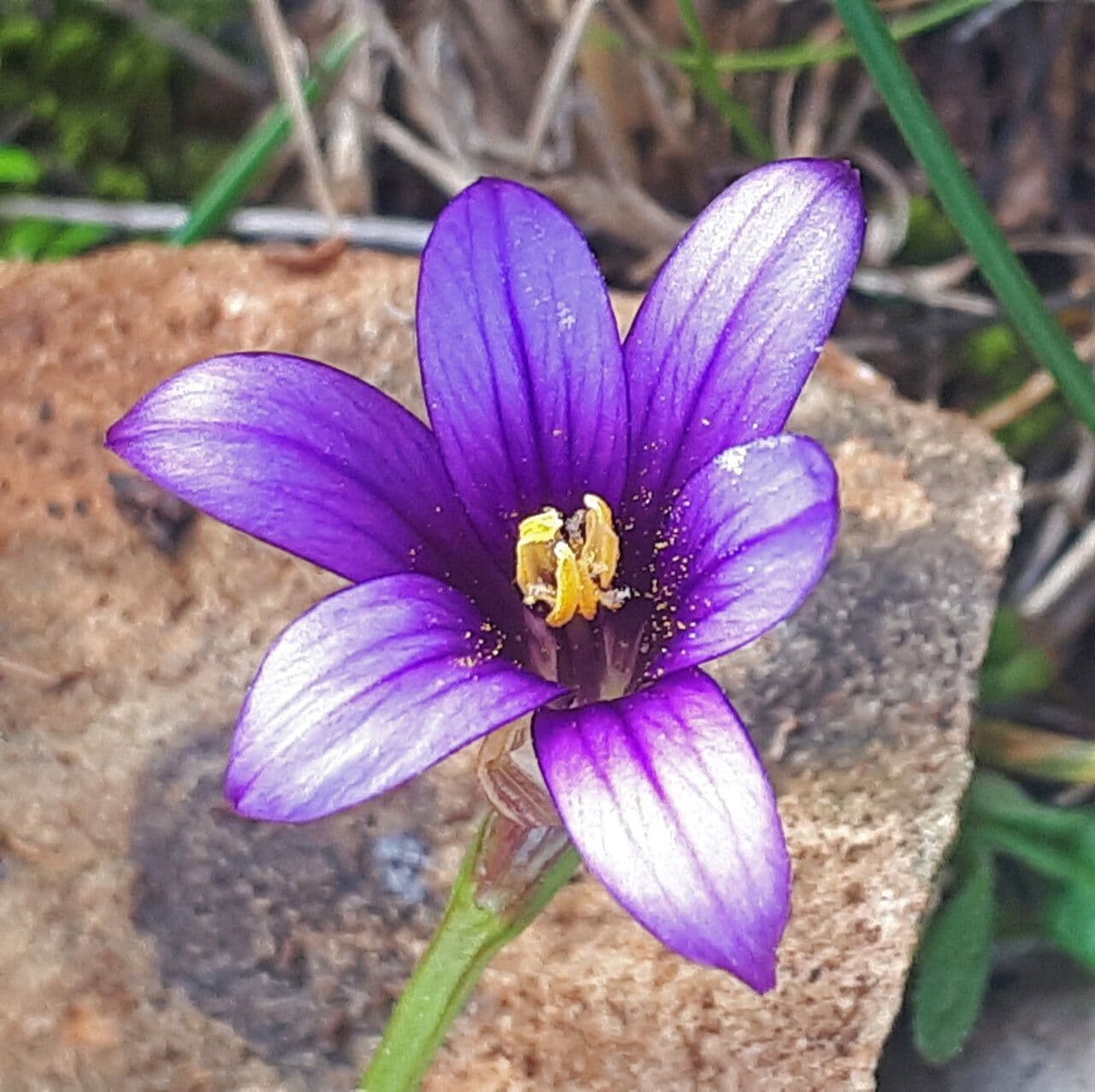 Romulea 3