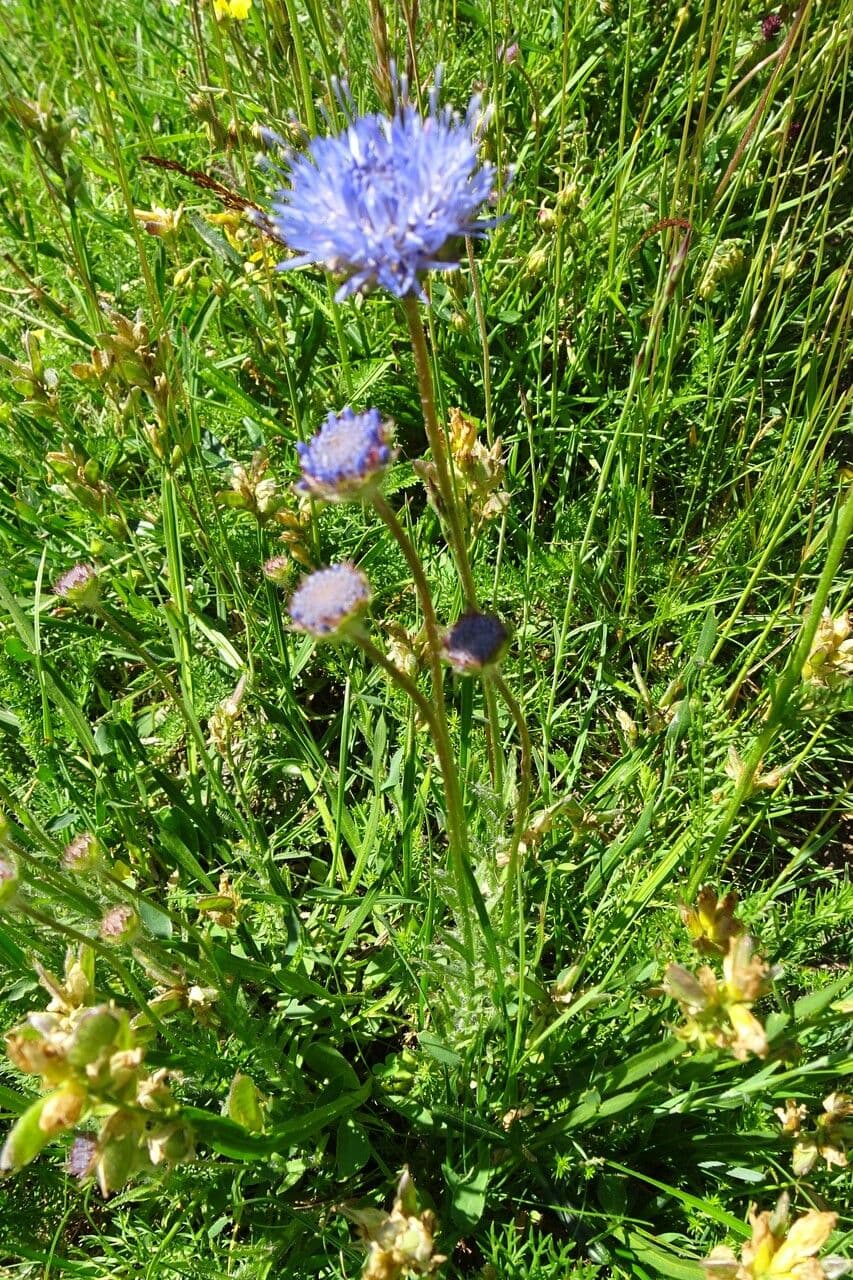 Jasione 14