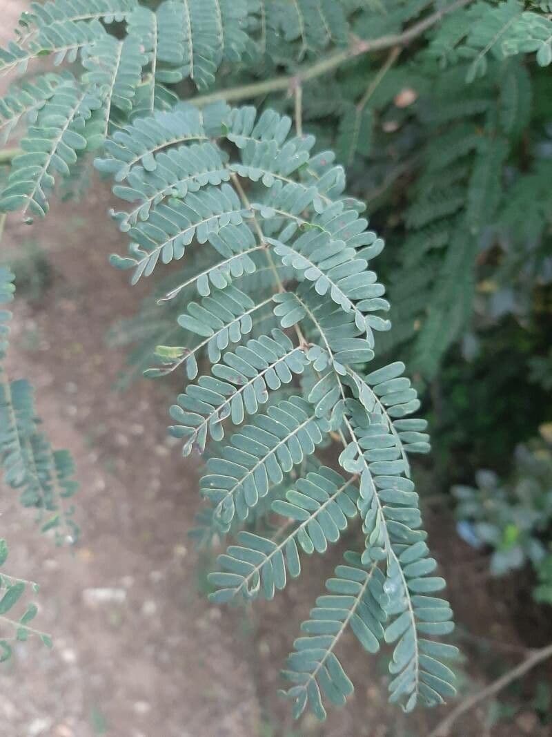 Pterolobium 12