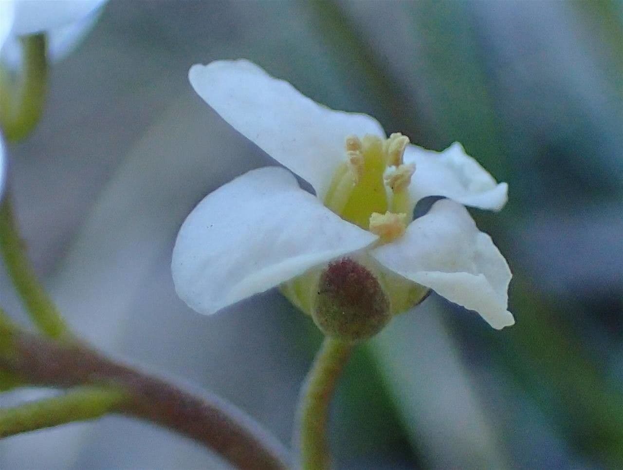 Iberidella alpina 6