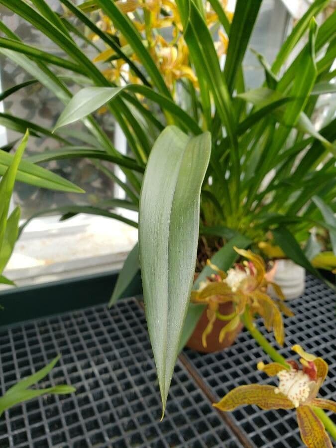 Cymbidium 12