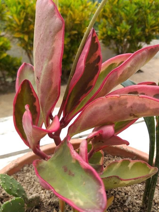 Peperomia 4