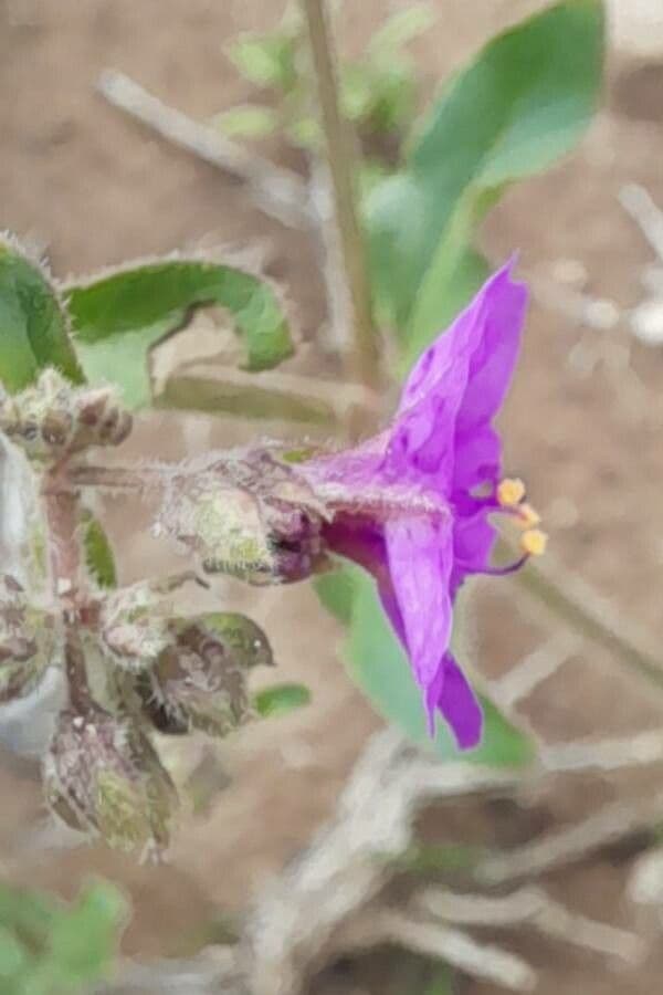 Mirabilis 2