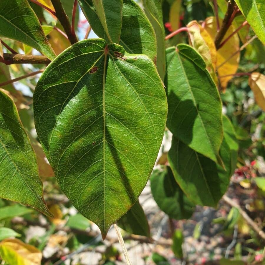 Jatropha integerrima 18